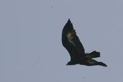 Orel skalní - vypouštění 2011