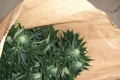 Pěstírna marihuany