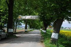 Alej s označenými stromy