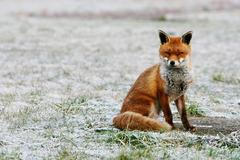 Liška obecná (Vulpes vulpes)