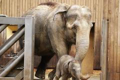 Slůně v ostravské ZOO