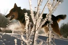 Evropa v sevření mrazu