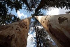 Blokáda dřevorubců na Šumavě