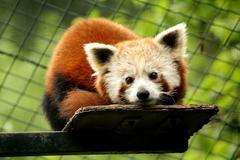 Panda červená ze zlínské Zoo