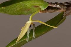 Noční orchidej Bulbophyllum nocturnum