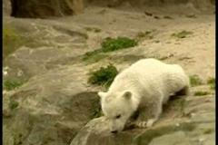 Medvěd Knut v Berlínské ZOO