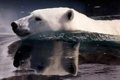 Polární medvěd si v St. Felicienské ZOO zaplaval