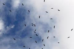 Orli, ptáci, ilustrační fotografie