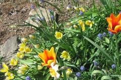 Květnové zátiší