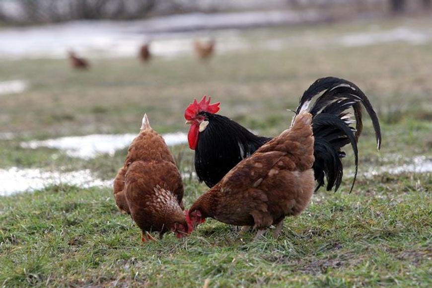 Na Litoměřicku a Nymbursku se objevil pseudomor drůbeže, veterináři chystají izolaci