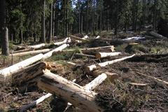 Smrčina na Šumavě