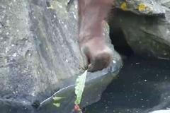 Orangutan zachraňuje ptáče