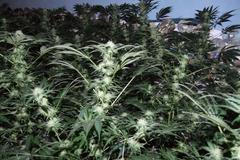 Pěstírna marihuany