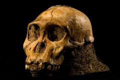 Australopithecus sediba - lebka mladého jedince