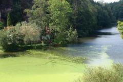 Výroba biopaliva z rybničních řas