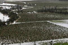 Cyklon Yasi zničené banánové plantáže