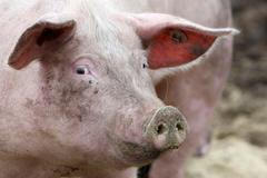 Prase na ekologické farmě v Germeringu