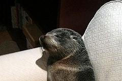 Lachtaní mládě na Novém Zélandu