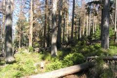 Smrčina na Šumavě