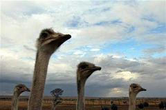 pštros, pták, ptačí chřipka