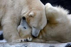 Zvířata v zoo - lední medvědi