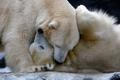 Zvířata v zoo - lední medvědi