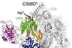 komplementová pro-konvertáza s vázaným faktorem D