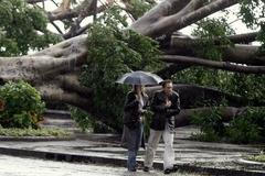 Stromy po tropické bouři