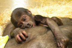 Mládě přisáté k bradavce Bikiry