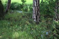 Bříza, les, léto, houbaření