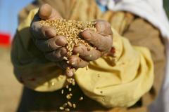 zemědělství, obilí