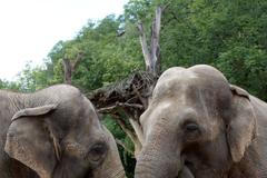 Nový výběh pro slony a hrochy v pražské zoo