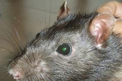 Geneticky upravený potkan