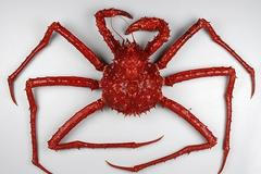 Antarktida - krab Neolithodes yaldwyni