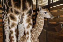 Mládě žirafy Rotschildovy narozené ve Dvoře Králové