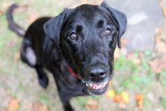 Psí záchranářka Red - zachraňovala během 11. září 2001