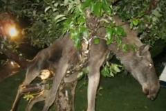 Opilý los ve Švédsku