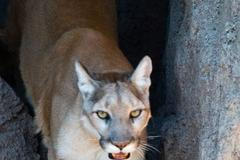 Puma americká