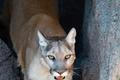 Puma americká