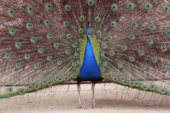 Lisabonská smlouva v senátu