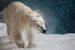 Nejkrásnější snímky Reuters 2. 3. - 8. 3. 09