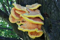 Sírovec žlutooranžový