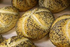 Housky. Ilustrační foto.