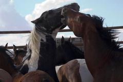 Odchyt divokých koní