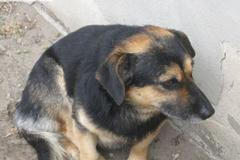 Polsko má psího hrdinu