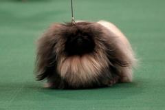 Westminster Kennel Club Dog Show