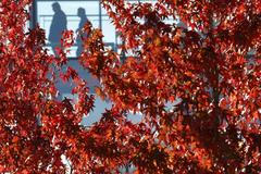 Podzim, červené listí