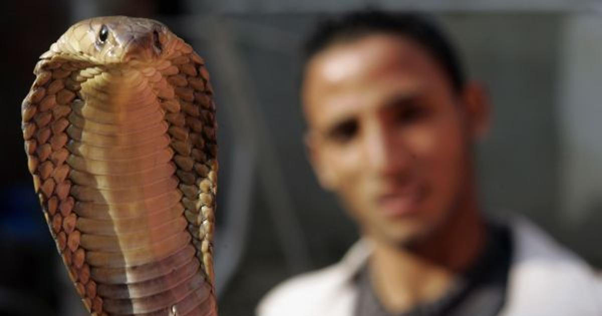 Německý turista zemřel po uštknutí hadem zaříkávače v egyptském hotelu