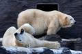 Zvířata v zoo - lední medvědi