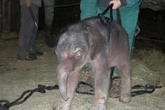 Ostravské slůně po narození